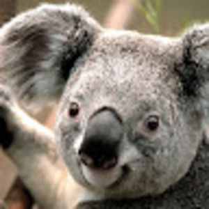 Meet your Posher, Lynne